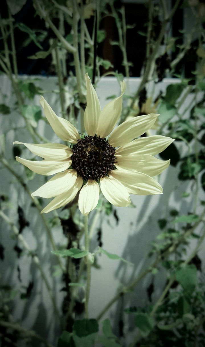 Little Sun