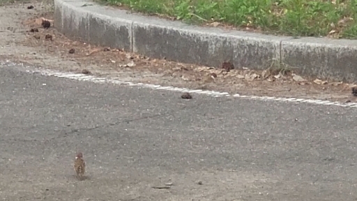 bird