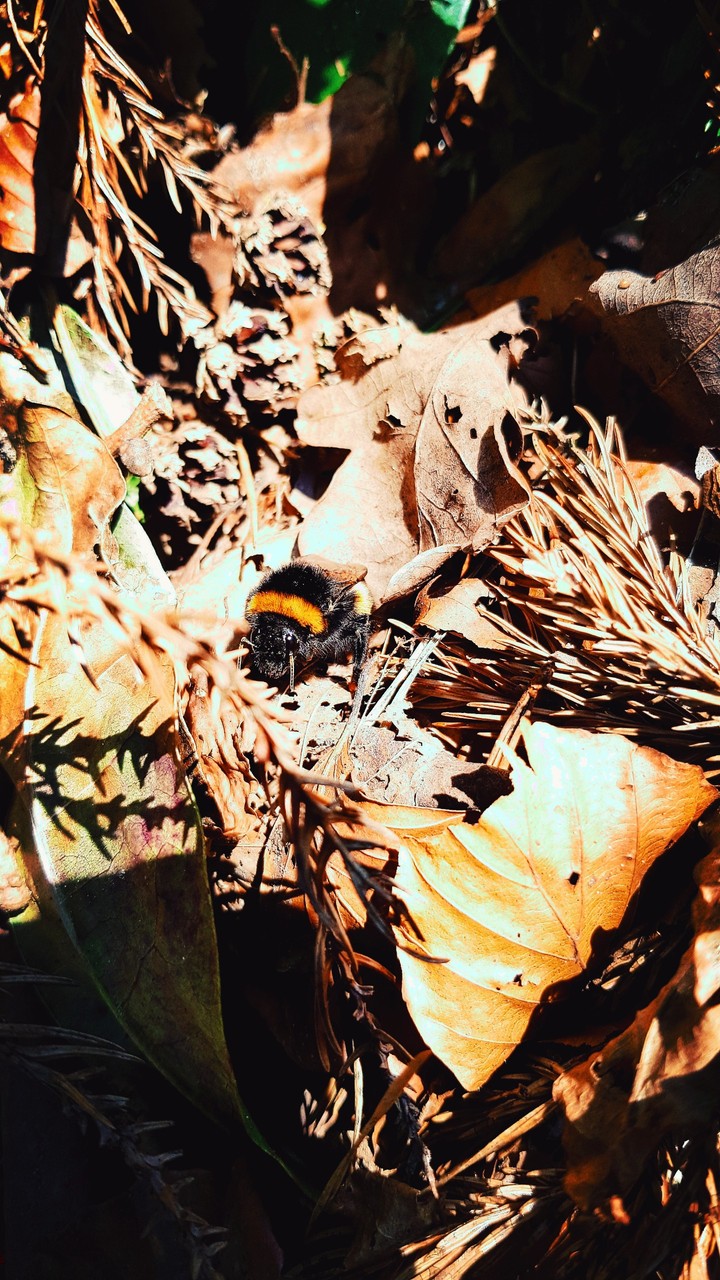 bumble bee