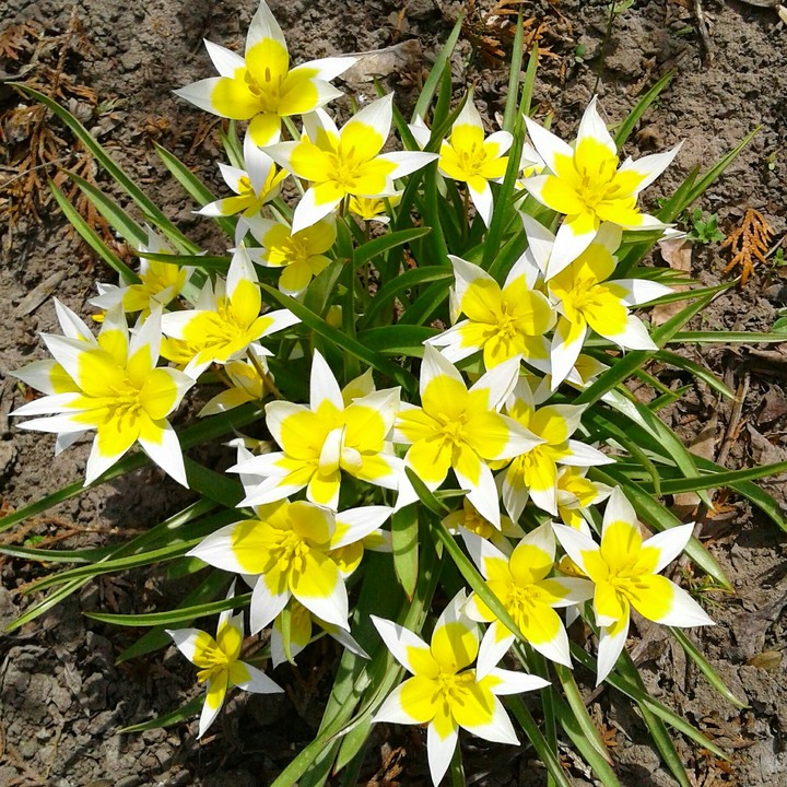 Tulips