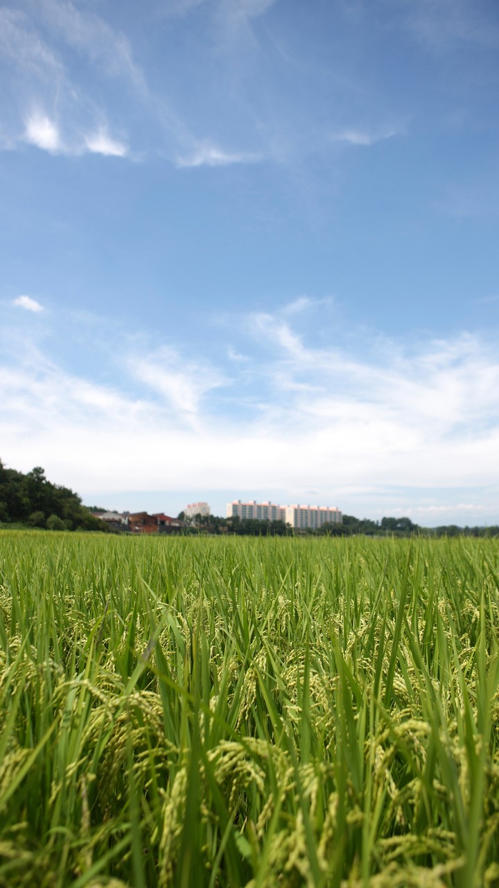 Green Field