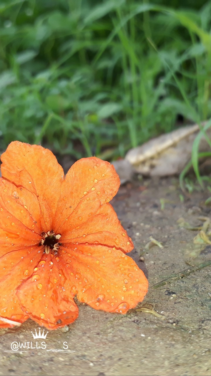 orange flowers