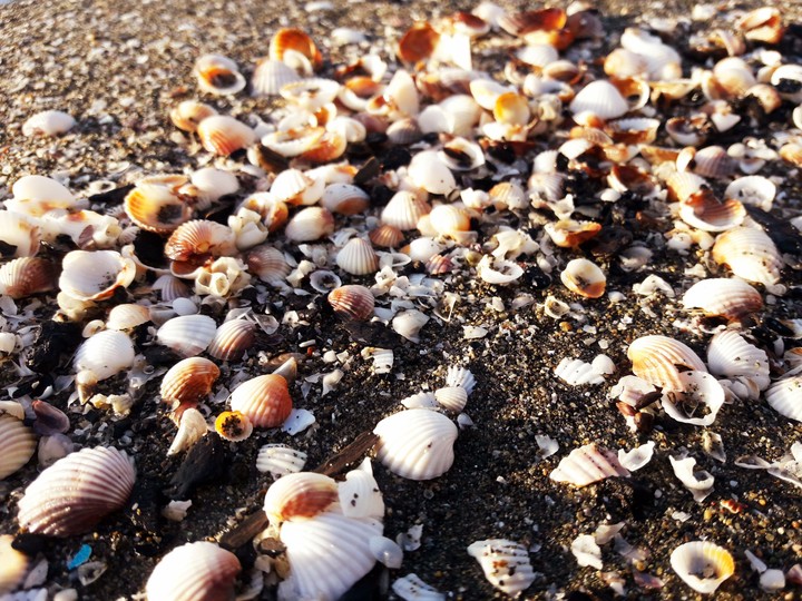shells