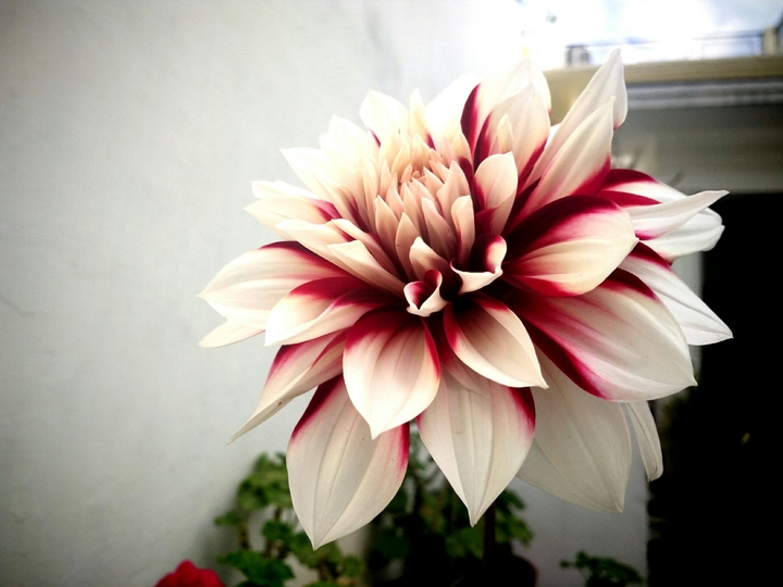 white flower