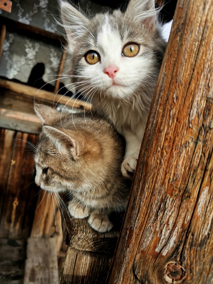 cat