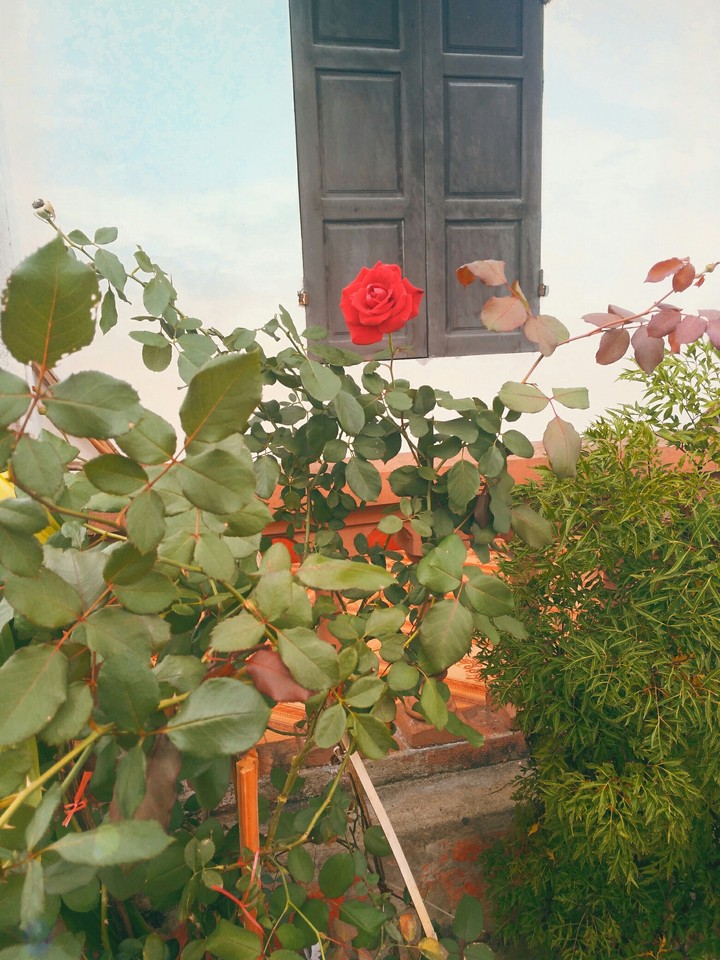 Rose