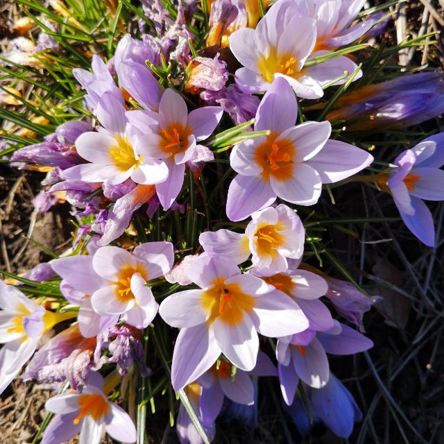 Krokusse