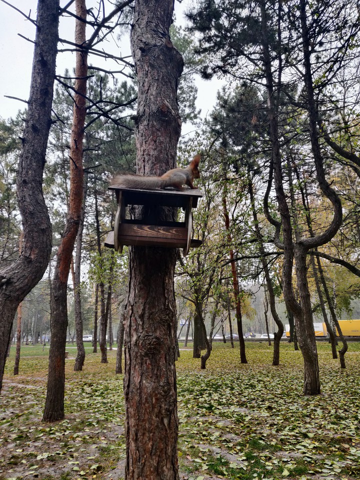 Squirrel