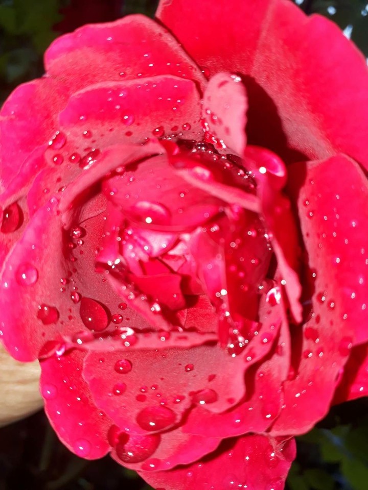 Red Rose
