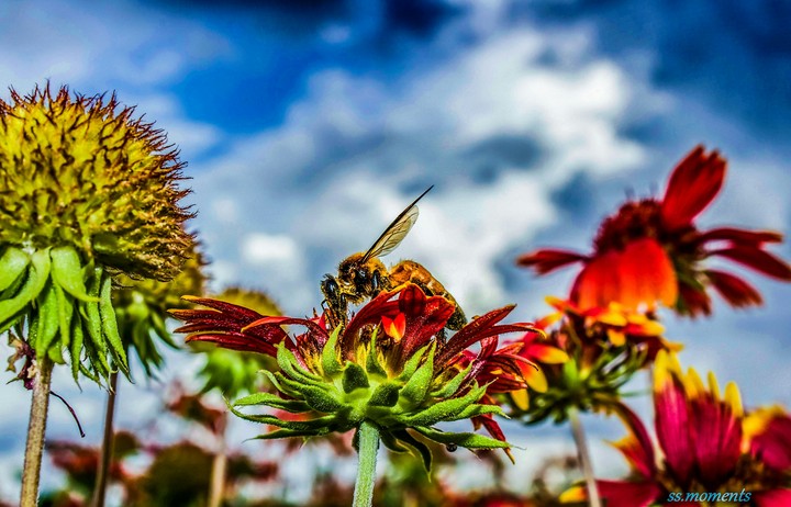 honey bee