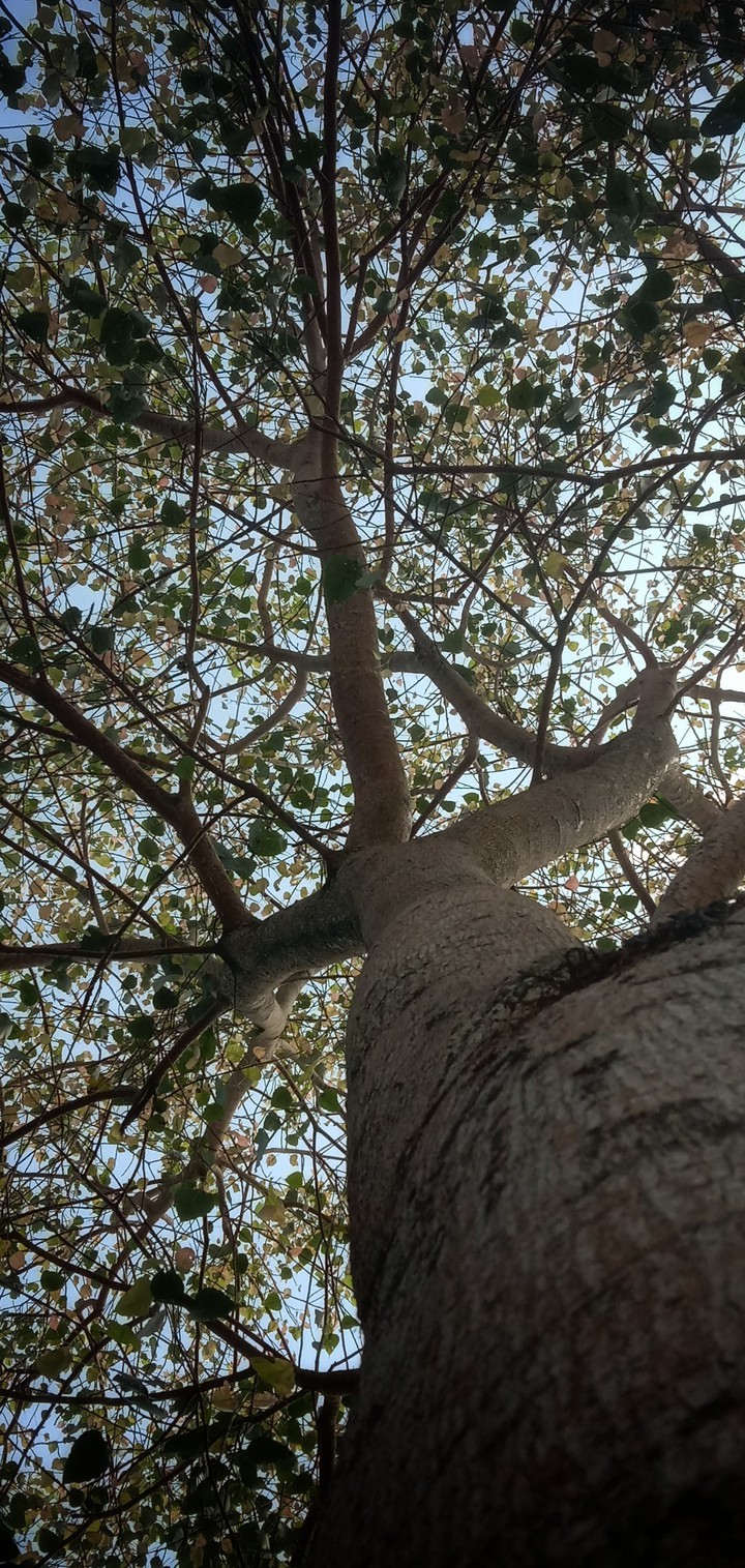 Banyan tree