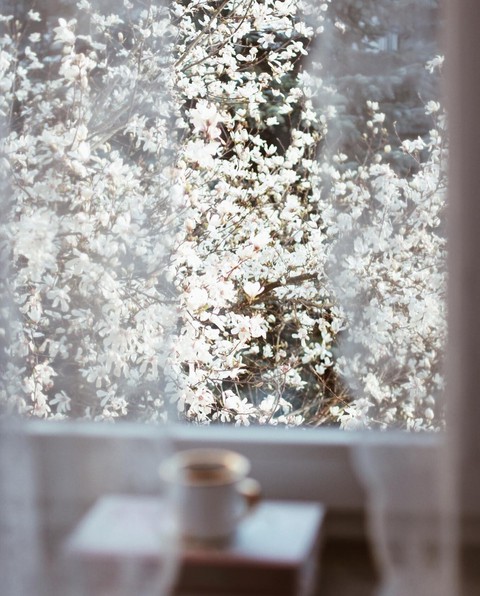 window, Blossom achtergronden