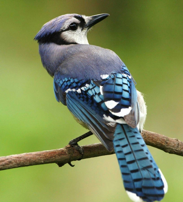 beautiful  bird