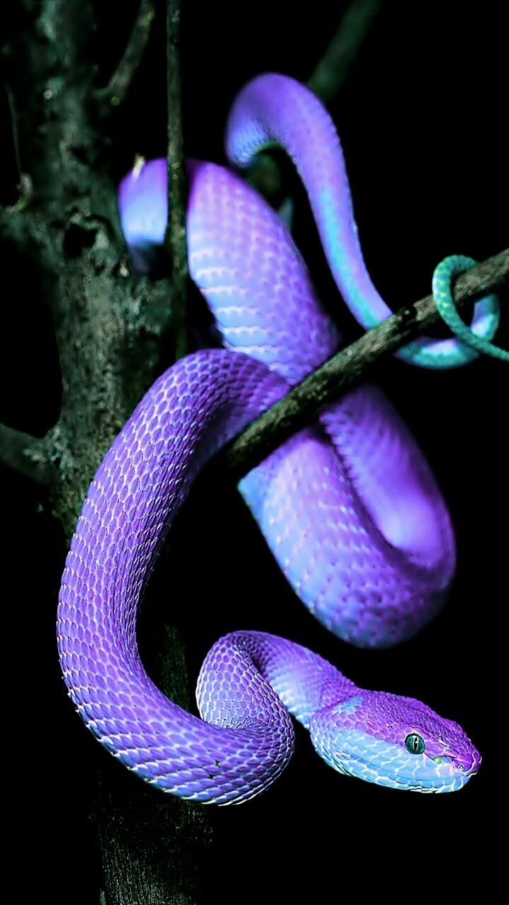 rainbow snake