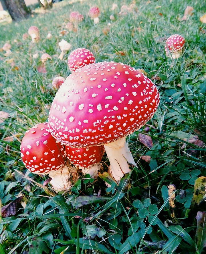 Toadstool family