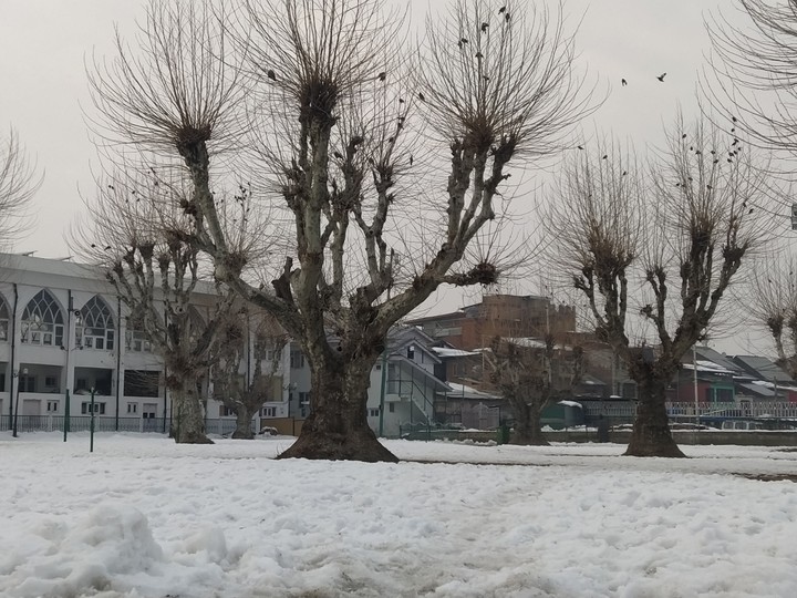 Snow Tree