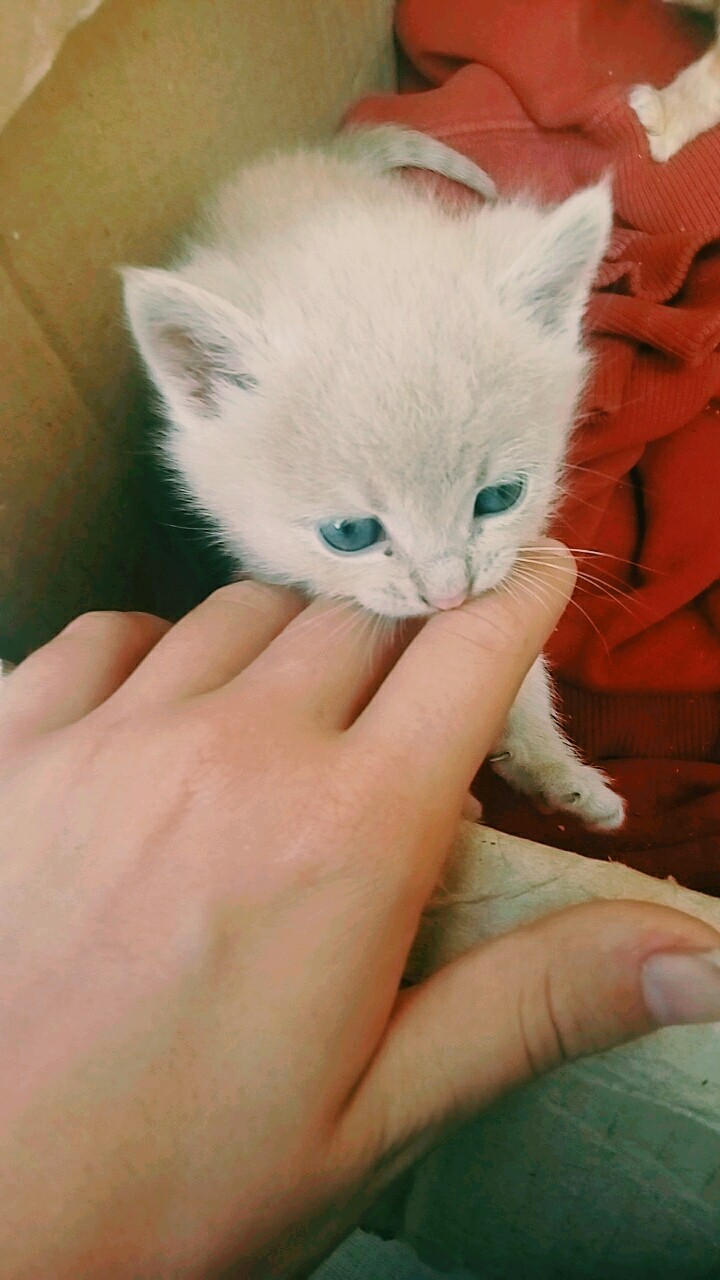 cat