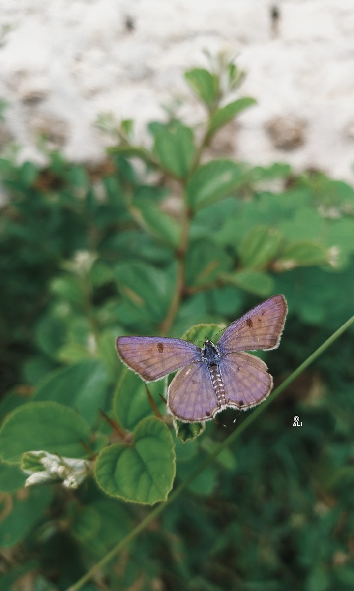 Butterfly