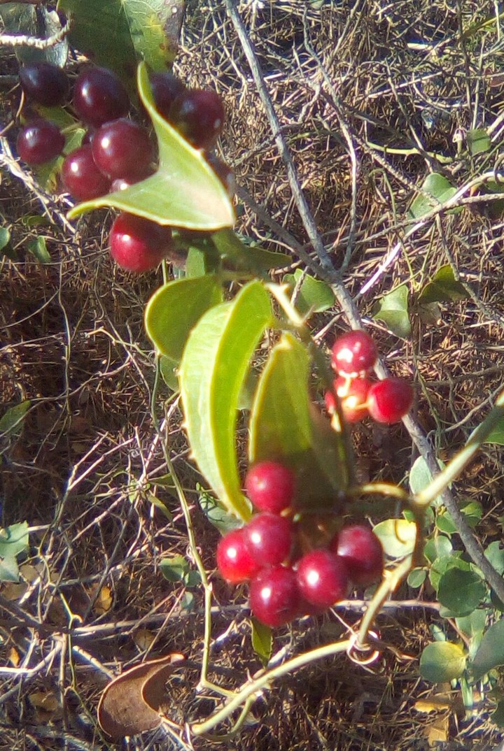fruit de la Garrigues