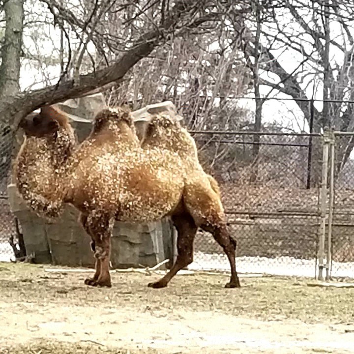 A Bactrian camel