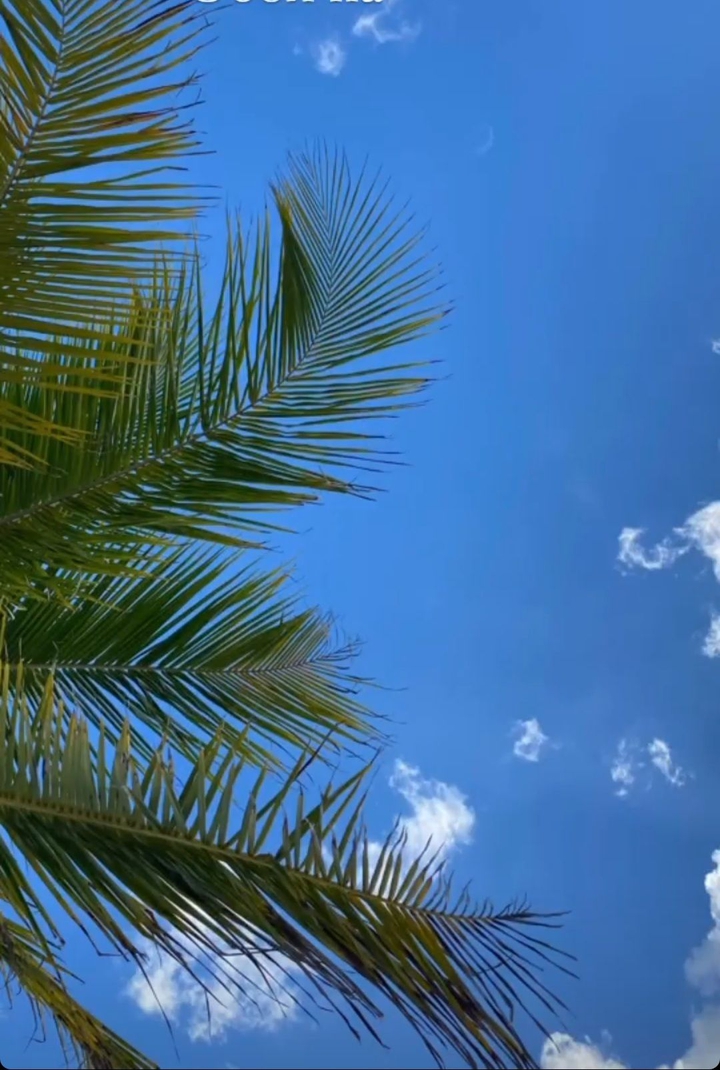 palm