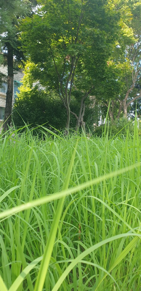 fondos de pantalla grassland, grass