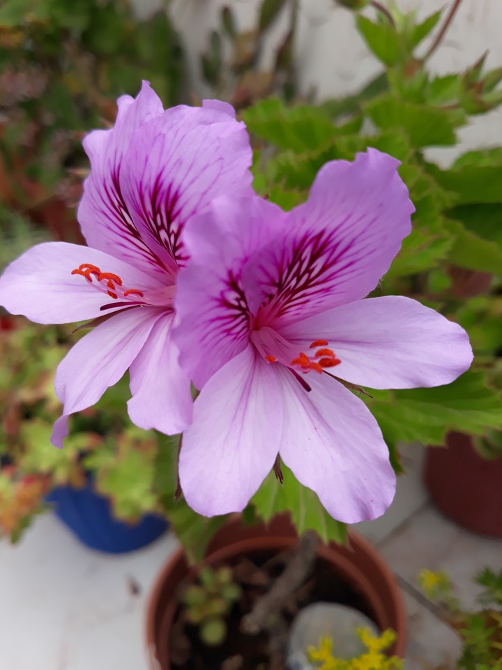 natural flowers