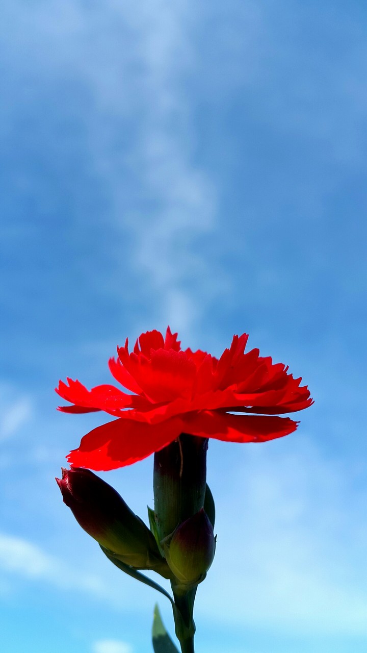 red flower