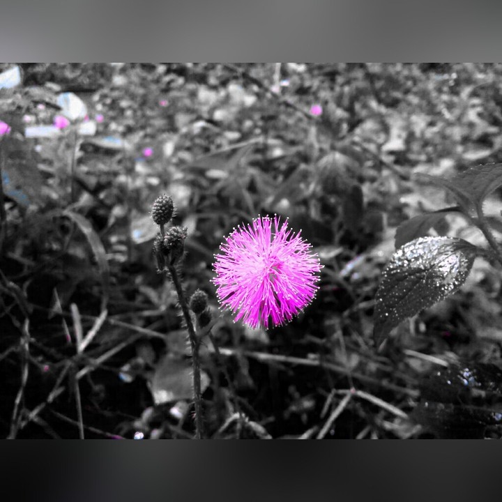 Black & White Flower