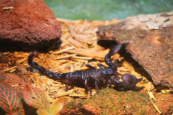 Black Scorpion, Singapore Zoo