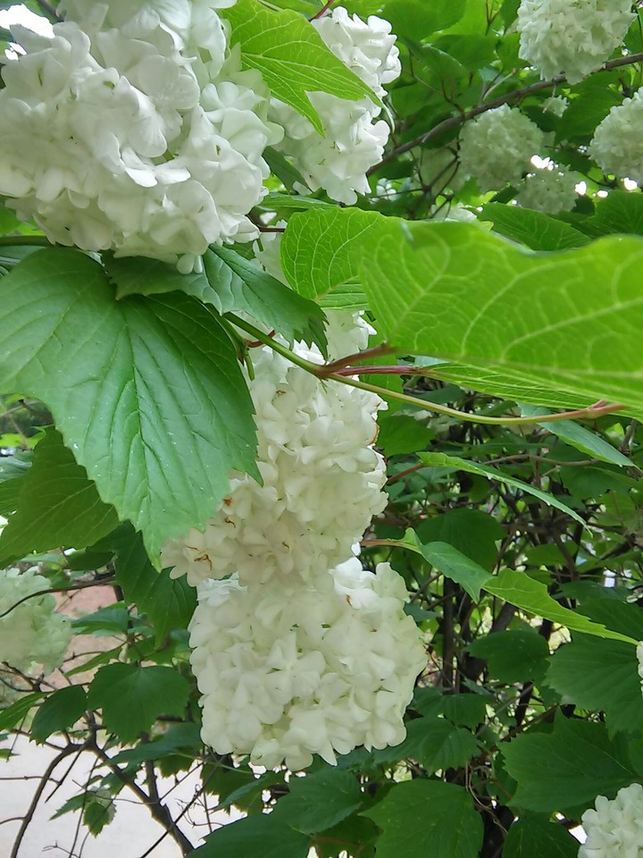 수레국회