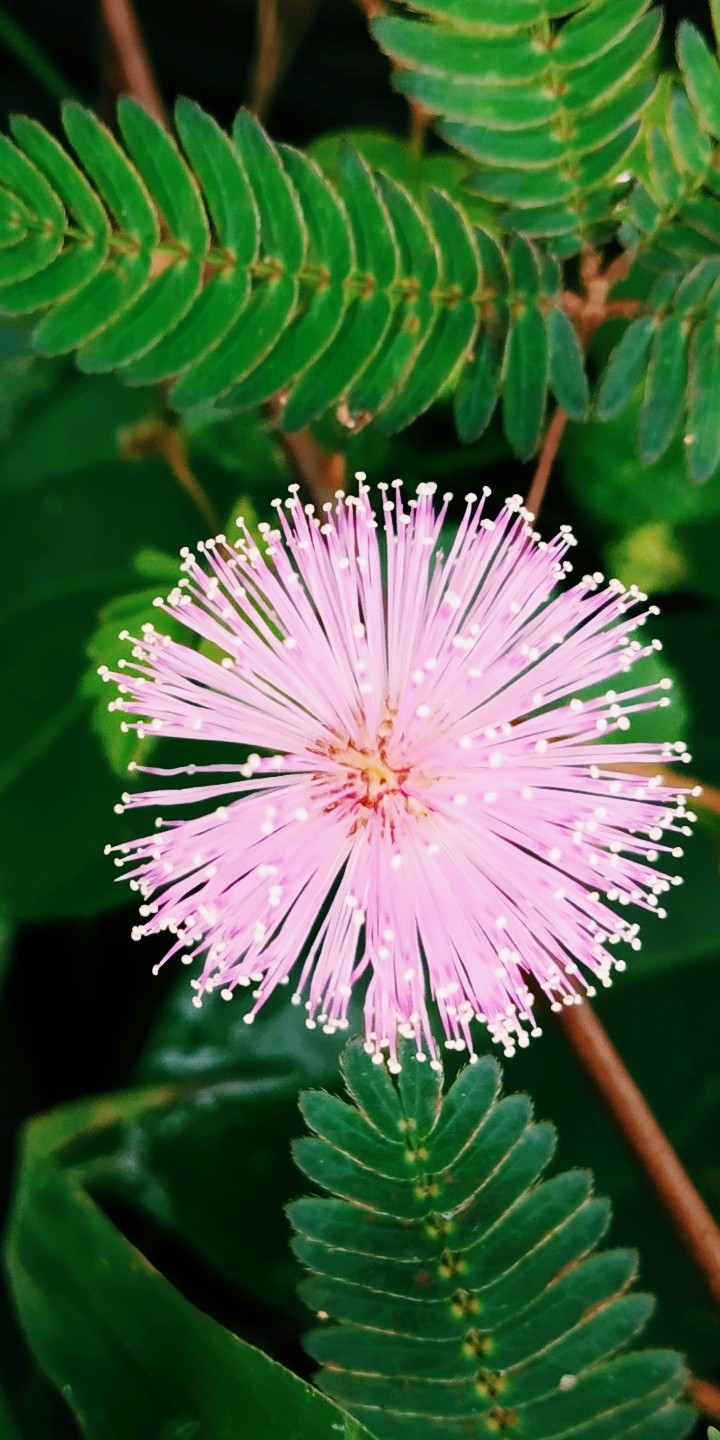 touch me not flower