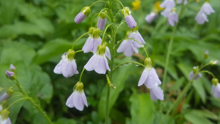 Bellflower