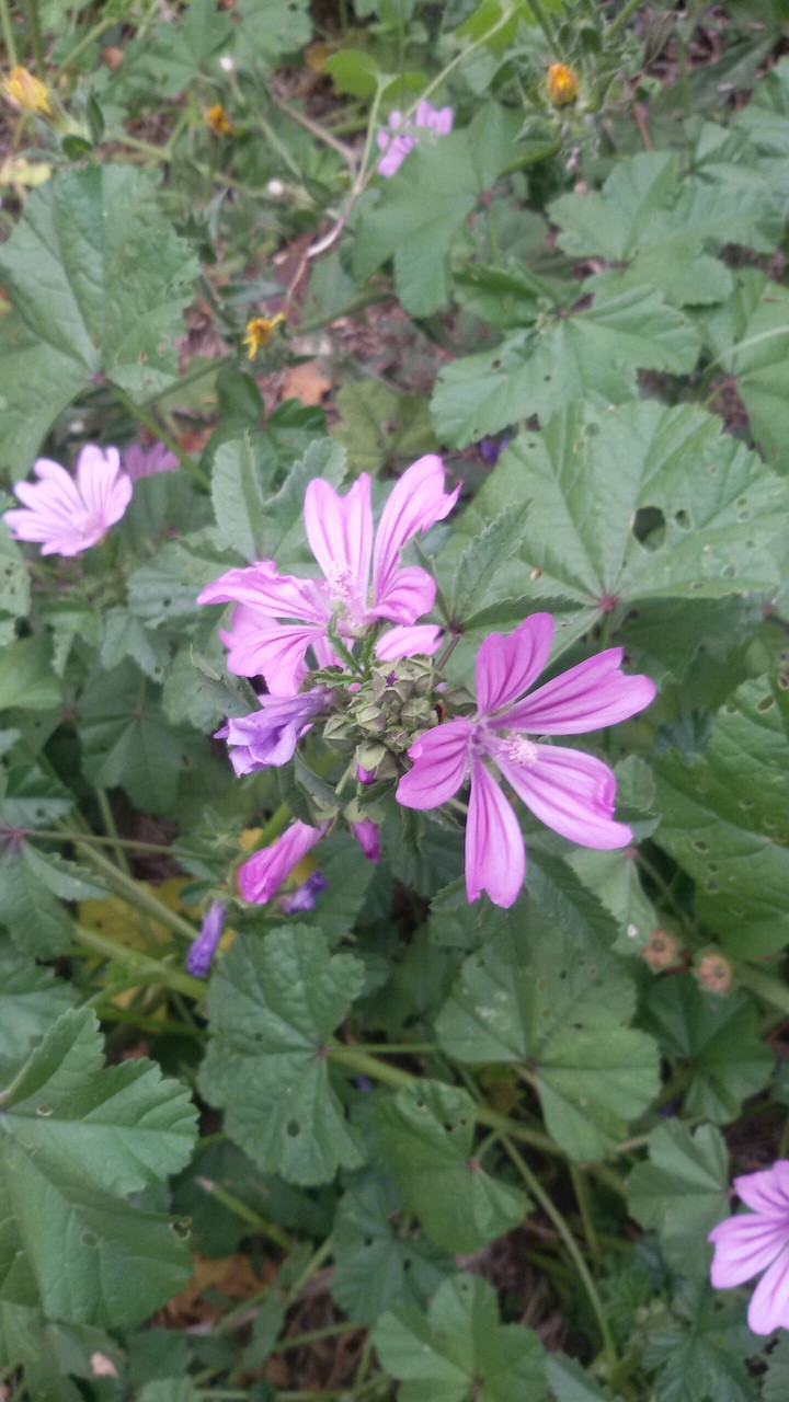 Malva