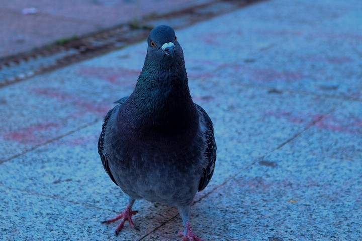 fly