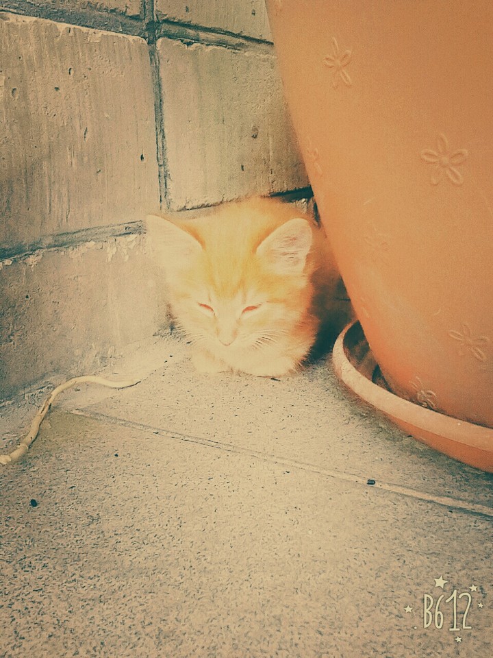 Рыжий котик.