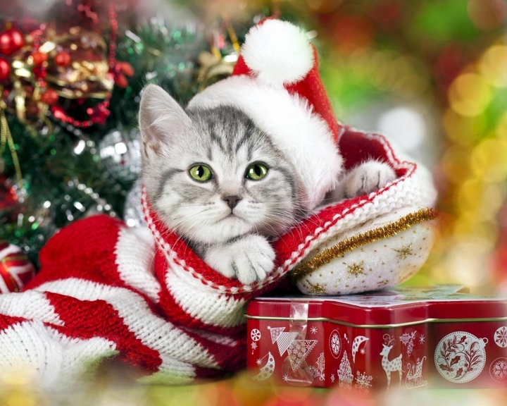 котик