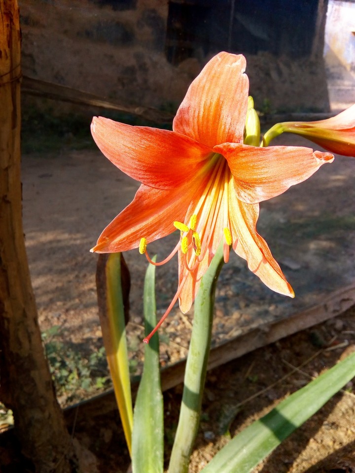 #nothing #is #beauti #than #a #morning #fresh #flower