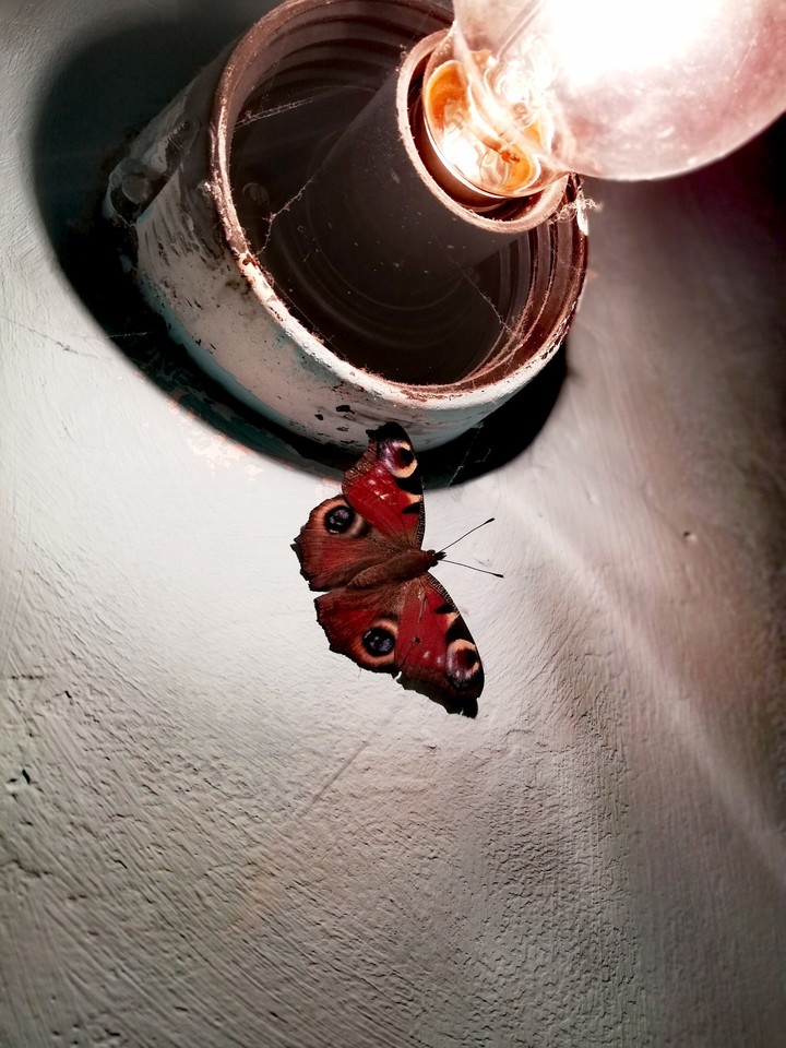 Light & Butterfly