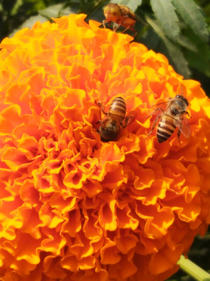The honey bees.
