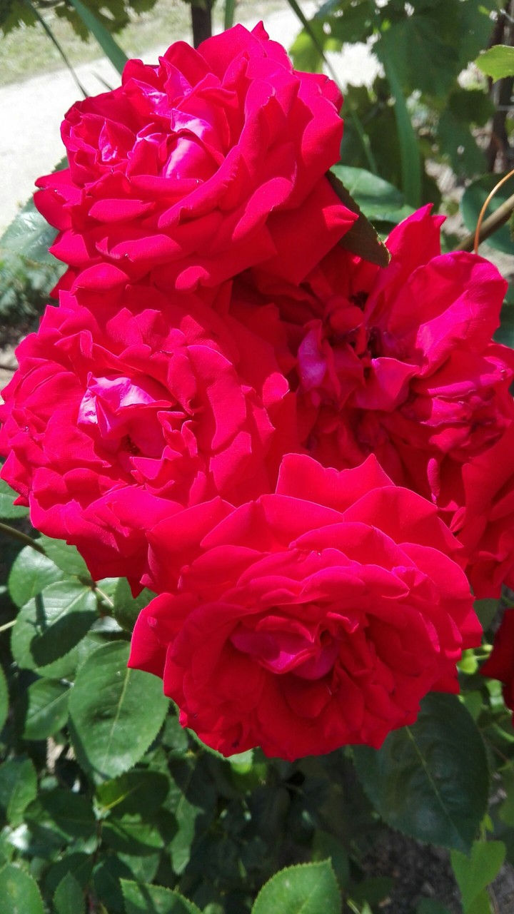 Rose©