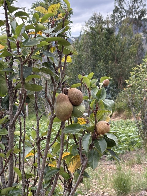 ebenaceae, produce wallpapers