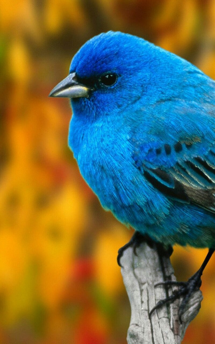 Blue Bird