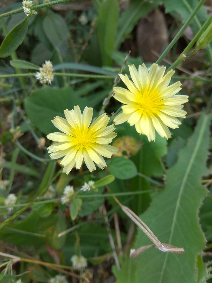 full hd flower