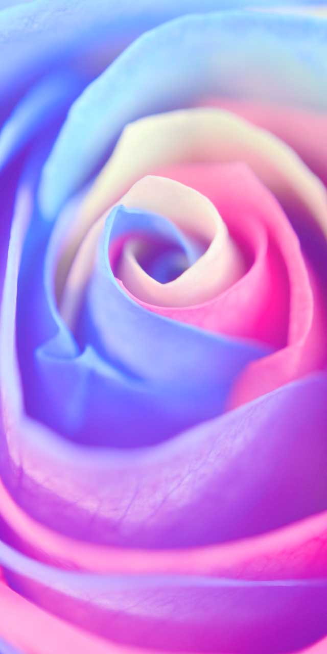 ♡Rose♡