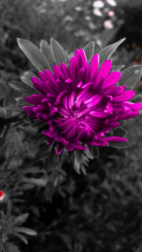 sfondi plant, flower