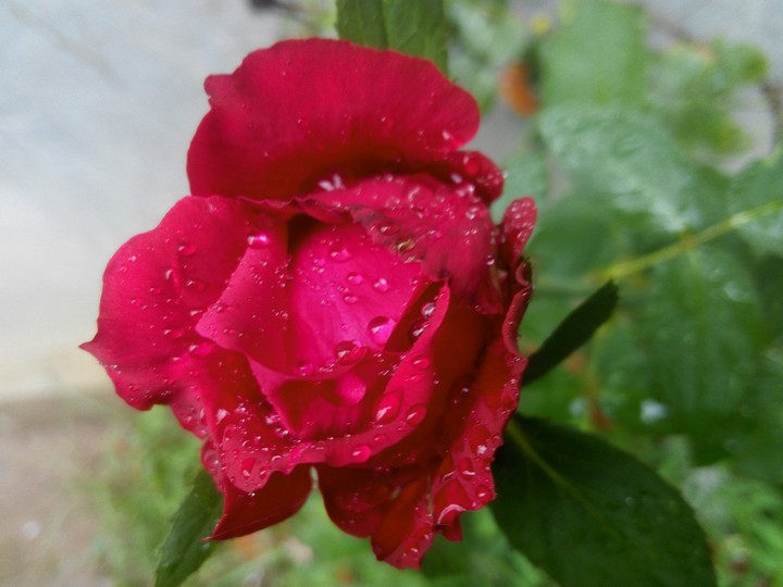 Red Rose ♥♥