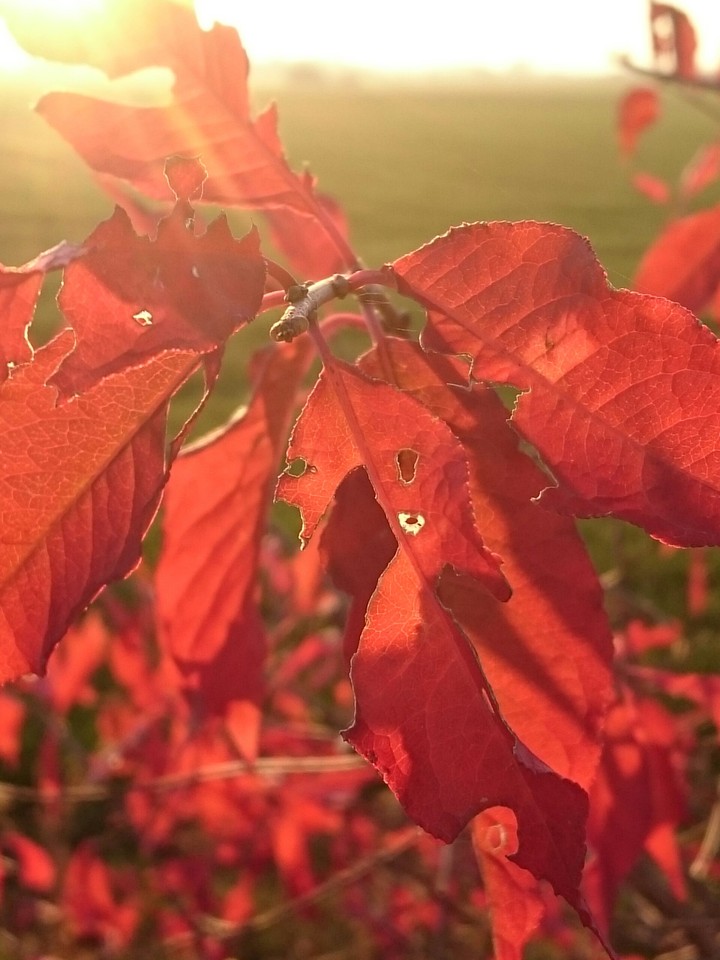 Herbstlaub