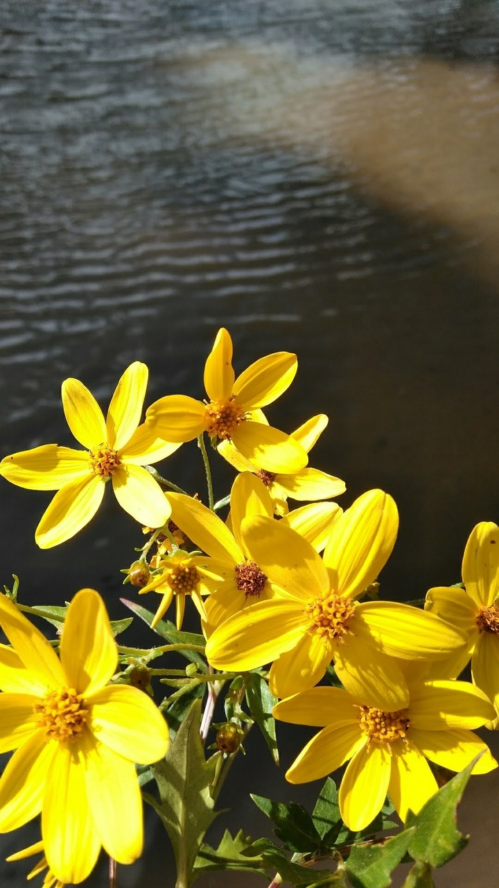Love yellow