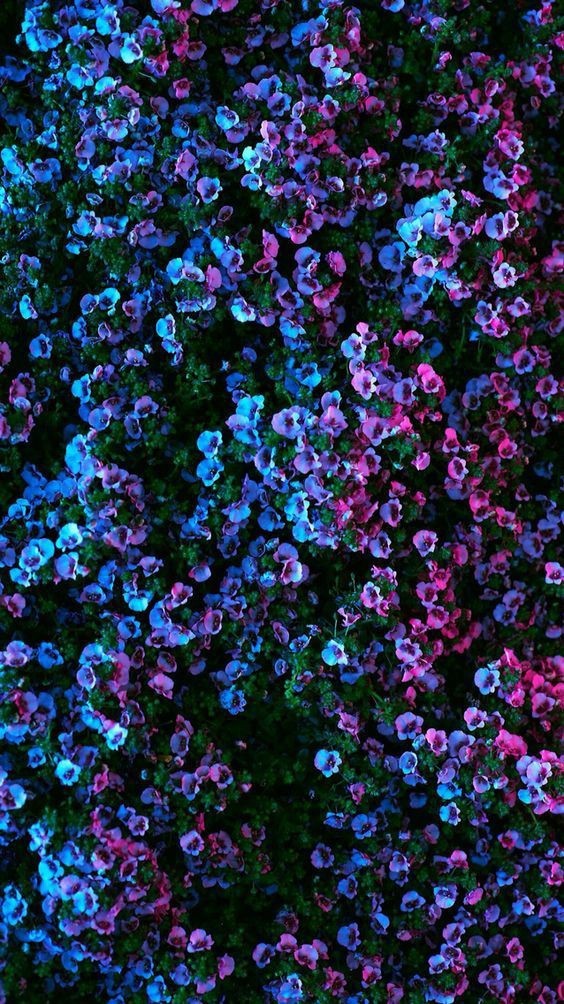 Colorful Flowers